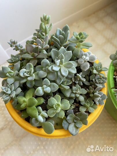 Суккуленты садики, адромискусы, хавортии