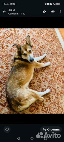 Собака в добрые руки