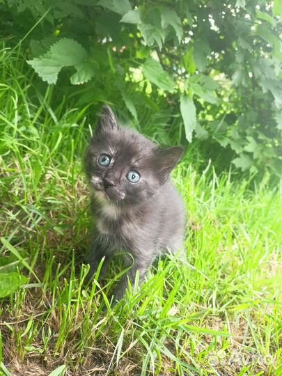 Котята