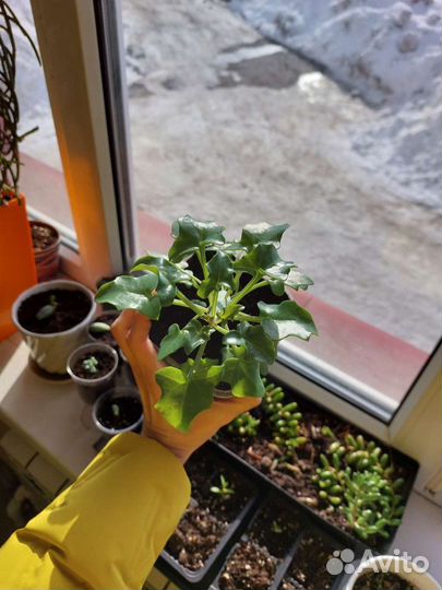 Сенецио артикулята