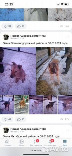 Собаки потеряшки