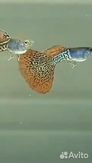 Гуппи чистая линия 8 видов