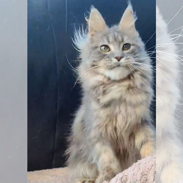 Мейн-кун котёнок