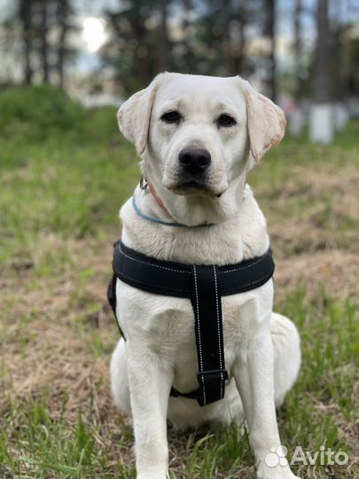 Лабрадор ретривер
