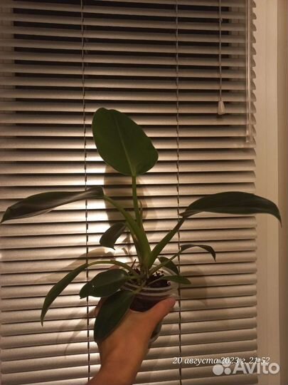 Филодендрон грин принцесс