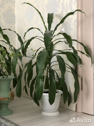 Комнатные растения