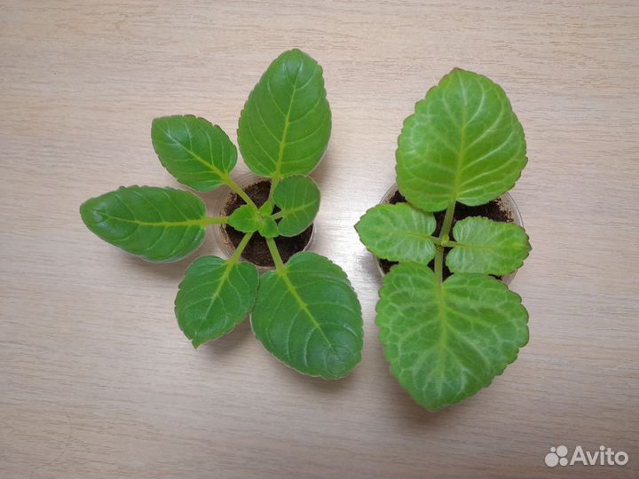 Глоксиния детки