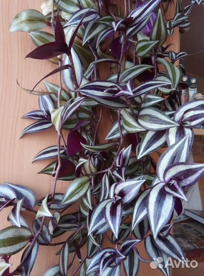 Традесканция Зебрина