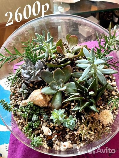 Флорариум с суккулентами