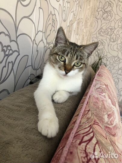 Кошка в добрые руки