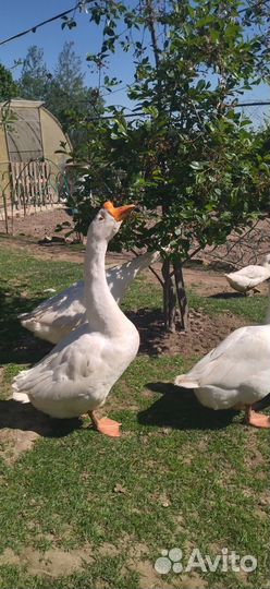 Утята,гуси, индюшка,петух