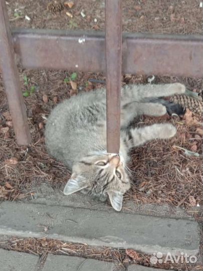 Котёнок ищет приют