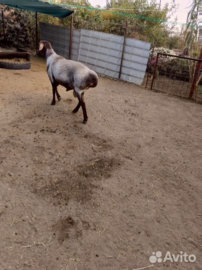Курдючные бараны