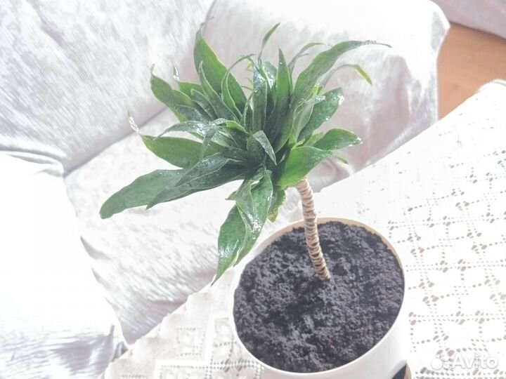 Драцены разных видов