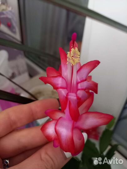 Декабрист (Шлюмбергера)