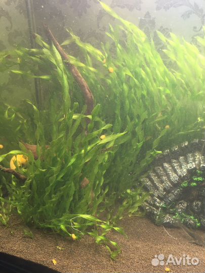 Аквариумное растение