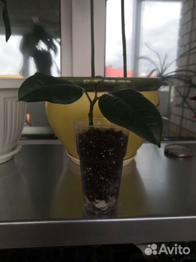 Фикус каучуконосный