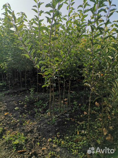 Саженцы плодовых деревьев