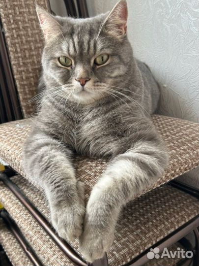 Котика в добрые руки