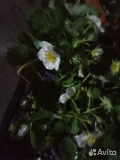 Рассада земклуники Купчиха