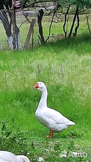 Гуси + утки