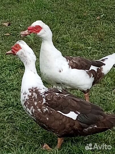 Продам селезней индоутки