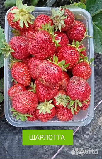 Шарлотта рассада клубники(земляники нсд)