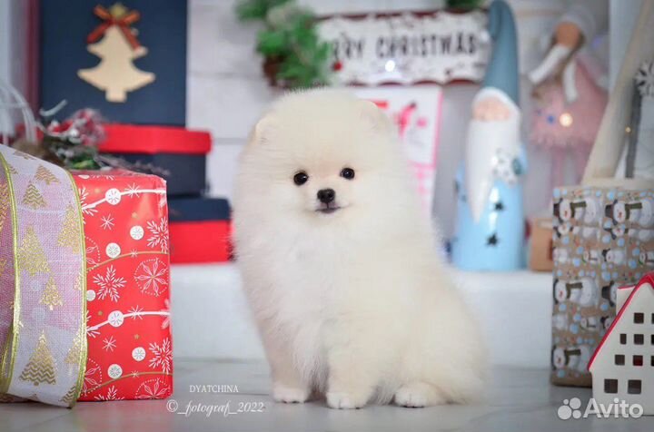 Померанский шпиц медвежьего типа