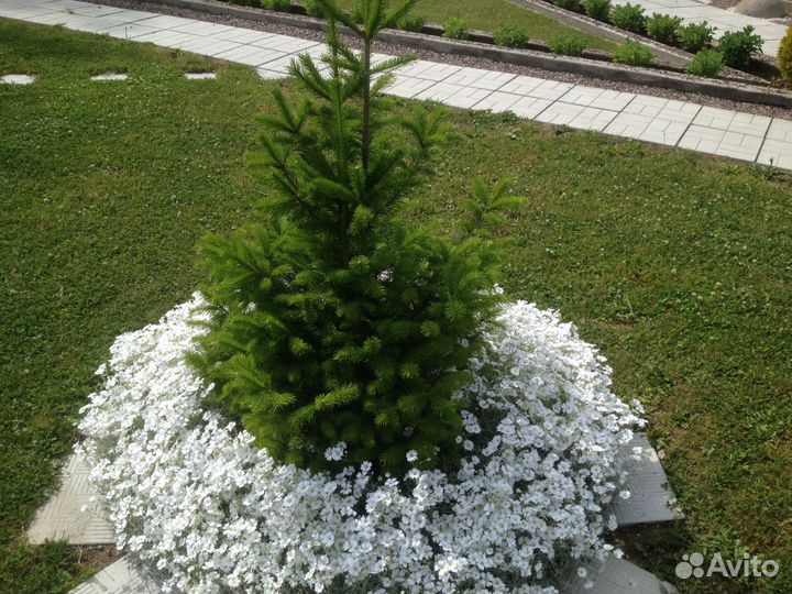 Девичий виноград-лиана