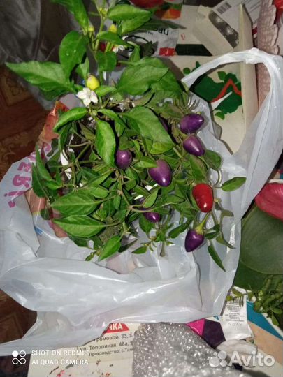 Рассада перчиков