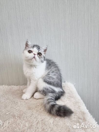 Кошечка-экзот шоу-класса