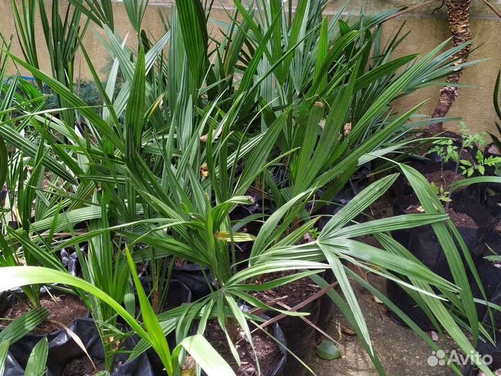 Пальма Трахикарпус