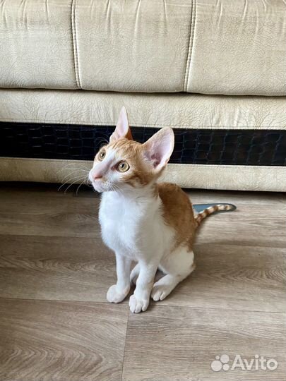 Котята корниш-рекс
