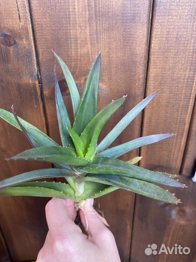 Алоэ хавортия микс