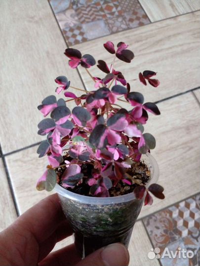 Оксалис вулканический Рlum Crazy. Кислица