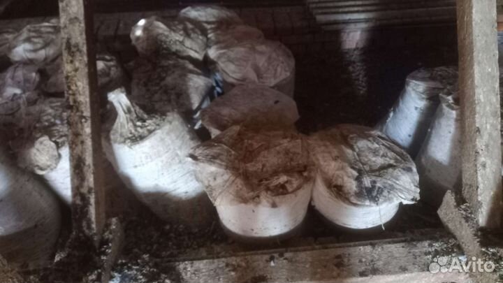 Голубиный помет