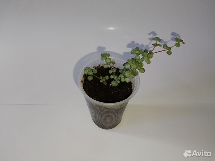 Pilea glaucophylla (растение для террариума)