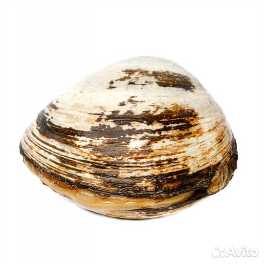 Спизула (песчанка)