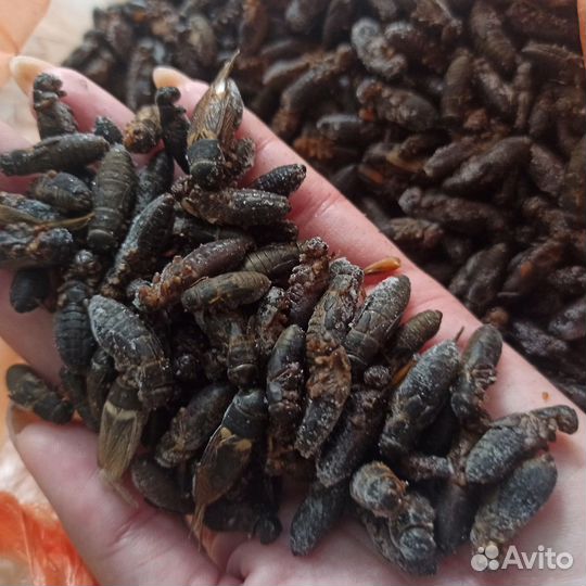 Сверчок 2 вида,Саранча,таракан Блаптика, Мраморный