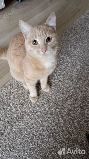 Кошки