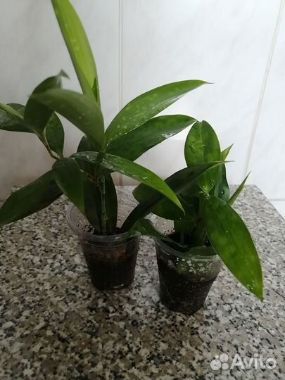 Драцена суркулоза