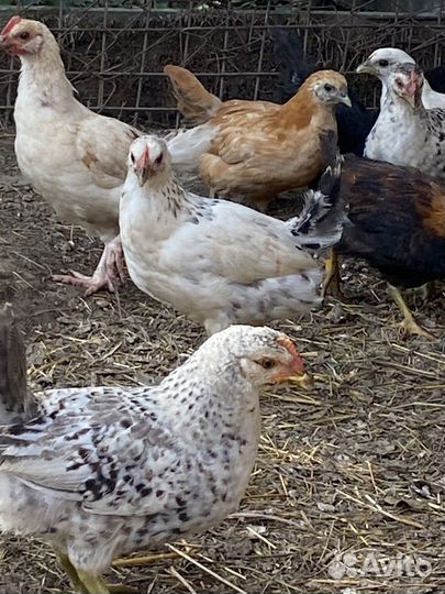 Куры молодки