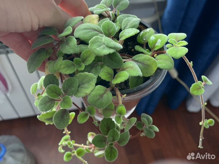 Домашние цветы и отростки