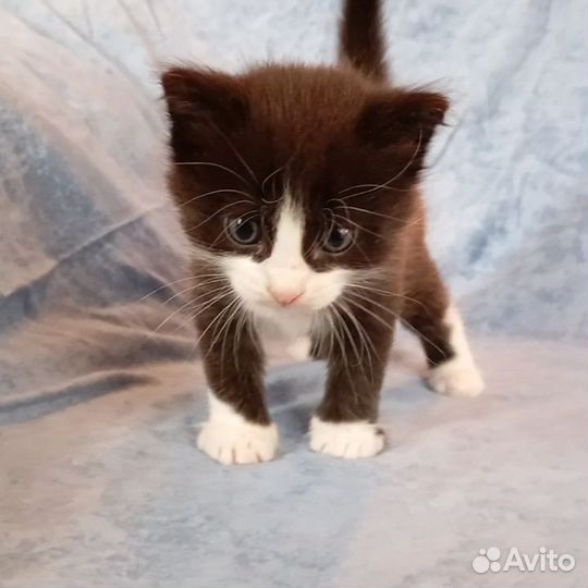 Отдам котят