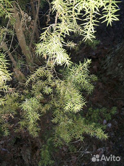Веники для бани