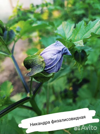 Семена сухоцветов