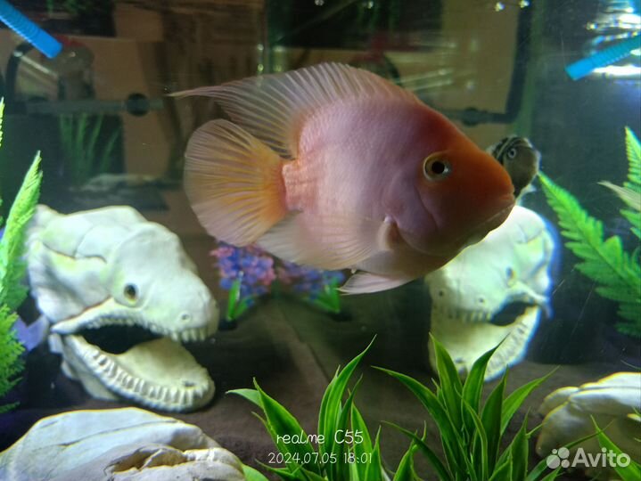 Аквариум с рыбками