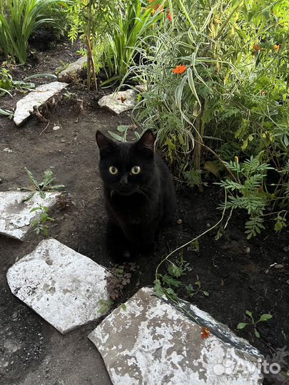 Коты ищут дом