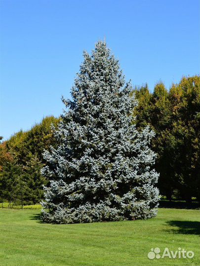 Ель, разные виды, семена