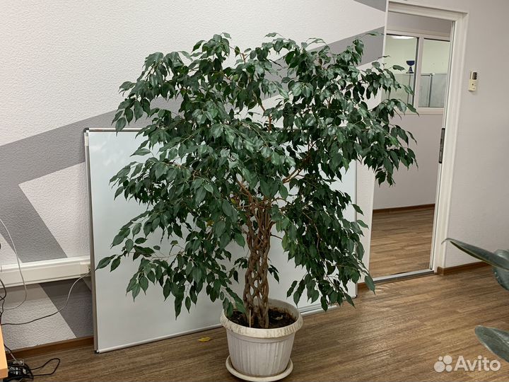 Фикус Бенжамина Миднайт Леди